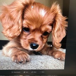 Meet your Posher, Antoniece